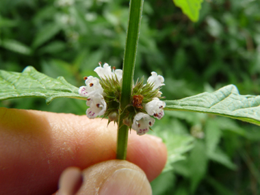 Petites fleurs blanches tachetées de rouge et verticillées à la base des feuilles. Agrandir dans une nouvelle fenêtre (ou onglet)